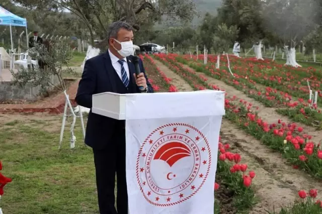 İzmir'de iki kadın girişimci gözü gibi baktığı lalelerin hasadını yaptı İzmir'de iki kadın girişimci gözü gibi baktığı lalelerin hasadını yaptı