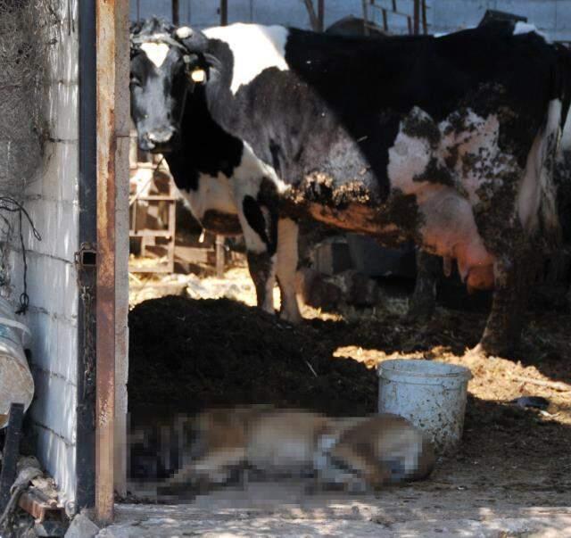 Kaybettiği iki çocuğunun yerine koyduğu köpekleri vurulan adam gözyaşlarını tutamadı Kaybettiği iki çocuğunun yerine koyduğu köpekleri vurulan adam gözyaşlarını tutamadı