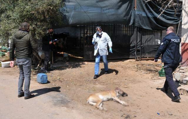 Kaybettiği iki çocuğunun yerine koyduğu köpekleri vurulan adam gözyaşlarını tutamadı Kaybettiği iki çocuğunun yerine koyduğu köpekleri vurulan adam gözyaşlarını tutamadı