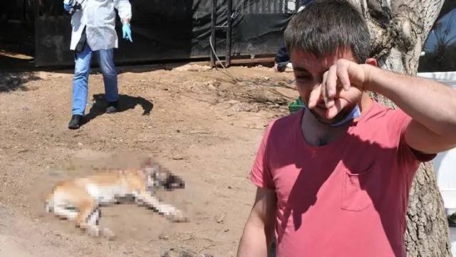 Kaybettiği iki çocuğunun yerine koyduğu köpekleri vurulan adam gözyaşlarını tutamadı Kaybettiği iki çocuğunun yerine koyduğu köpekleri vurulan adam gözyaşlarını tutamadı