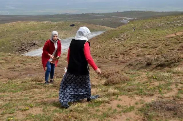 Muş'ta baharın müjdecisi 'çiriş' otu geçim kaynağı oldu Muş'ta baharın müjdecisi 'çiriş' otu geçim kaynağı oldu