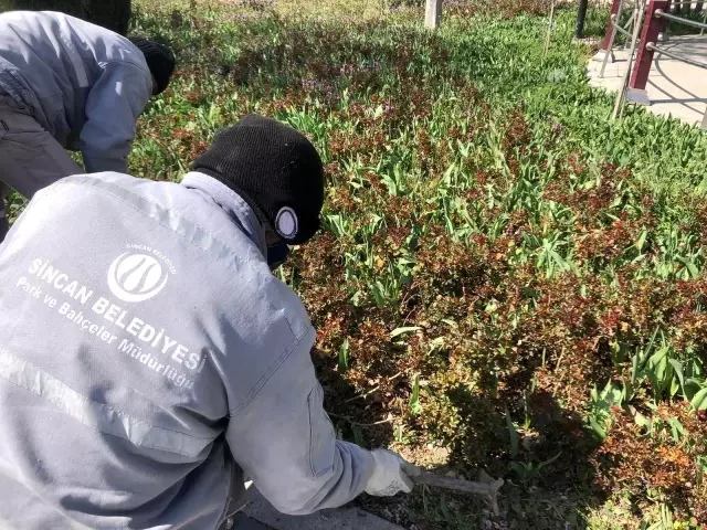 Sincan'da laleler baharı müjdeledi Sincan'da laleler baharı müjdeledi