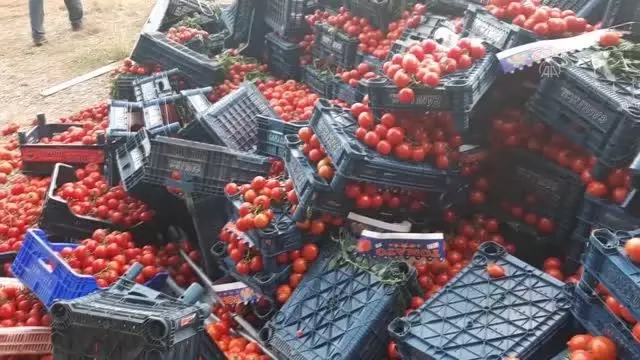 Tarım işçileri devrilen kamyondaki domatesleri toplamak için seferber oldu Tarım işçileri devrilen kamyondaki domatesleri toplamak için seferber oldu