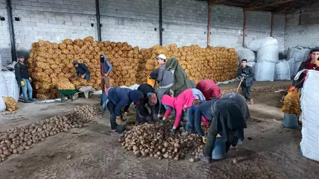 TMO'nun patates alımı Bitlisli çiftçileri sevindirdi TMO'nun patates alımı Bitlisli çiftçileri sevindirdi