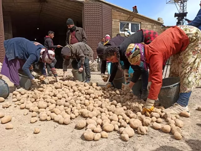 TMO'nun patates alımı Bitlisli çiftçileri sevindirdi TMO'nun patates alımı Bitlisli çiftçileri sevindirdi