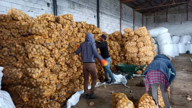 TMO'nun patates alımı Bitlisli çiftçileri sevindirdi TMO'nun patates alımı Bitlisli çiftçileri sevindirdi