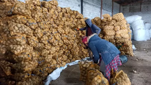 TMO'nun patates alımı Bitlisli çiftçileri sevindirdi TMO'nun patates alımı Bitlisli çiftçileri sevindirdi
