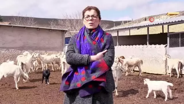 18 Nisan'ın Dünya Çoban Günü ilan edilmesi için çalışma başlatıldı 18 Nisan'ın Dünya Çoban Günü ilan edilmesi için çalışma başlatıldı