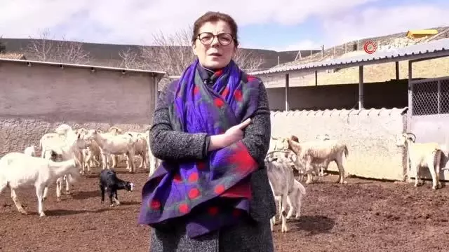 18 Nisan'ın Dünya Çoban Günü ilan edilmesi için çalışma başlatıldı 18 Nisan'ın Dünya Çoban Günü ilan edilmesi için çalışma başlatıldı