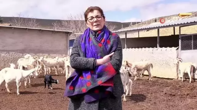 18 Nisan'ın Dünya Çoban Günü ilan edilmesi için çalışma başlatıldı 18 Nisan'ın Dünya Çoban Günü ilan edilmesi için çalışma başlatıldı