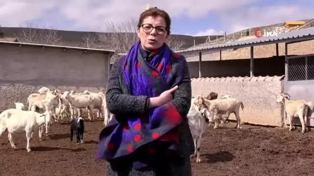 18 Nisan'ın Dünya Çoban Günü ilan edilmesi için çalışma başlatıldı 18 Nisan'ın Dünya Çoban Günü ilan edilmesi için çalışma başlatıldı