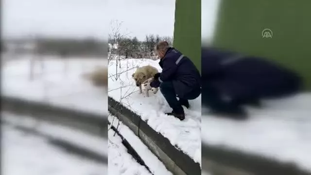 Anadolu Otoyolu kenarında bulunan 20 köpek barınağa götürüldü Anadolu Otoyolu kenarında bulunan 20 köpek barınağa götürüldü