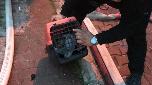 Bursa'da korkutan yangın: 1 kişi dumandan etkilendi, onlarca kedi kurtarıldı Bursa'da korkutan yangın: 1 kişi dumandan etkilendi, onlarca kedi kurtarıldı