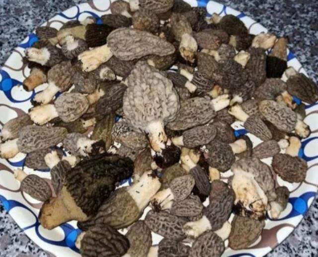 Doğada kendiliğinden yetişen kuzugöbeği mantarının fiyatı, eti 3'e katladı