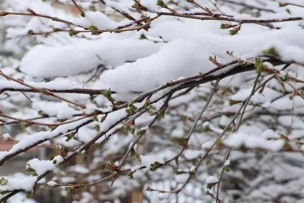 Erzurum'a nisan karı Erzurum'a nisan karı