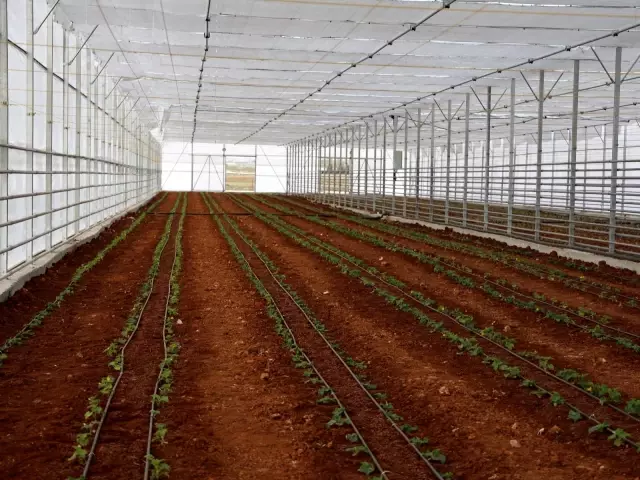 Güneş enerjisi ile yaş sebze ve meyveler kurutuluyor Güneş enerjisi ile yaş sebze ve meyveler kurutuluyor