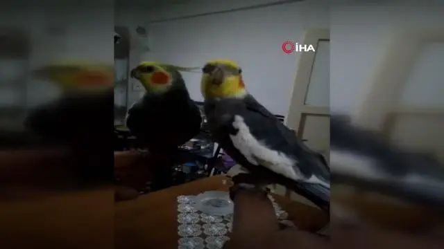 Her sabah papağan Bitik'in söylediği 'Ölürüm Türkiye'm' parçasıyla kalkıyorlar Her sabah papağan Bitik'in söylediği 'Ölürüm Türkiye'm' parçasıyla kalkıyorlar