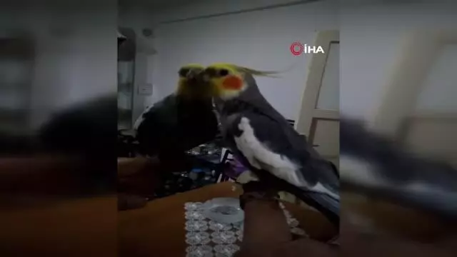 Her sabah papağan Bitik'in söylediği 'Ölürüm Türkiye'm' parçasıyla kalkıyorlar Her sabah papağan Bitik'in söylediği 'Ölürüm Türkiye'm' parçasıyla kalkıyorlar