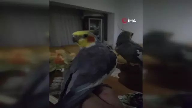 Her sabah papağan Bitik'in söylediği 'Ölürüm Türkiye'm' parçasıyla kalkıyorlar Her sabah papağan Bitik'in söylediği 'Ölürüm Türkiye'm' parçasıyla kalkıyorlar