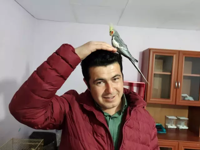 İlk sahibi uzman çavuş! Bu papağan her sabah ev halkını 'Ölürüm Türkiye'm' parçasıyla uyandırıyor İlk sahibi uzman çavuş! Bu papağan her sabah ev halkını 'Ölürüm Türkiye'm' parçasıyla uyandırıyor