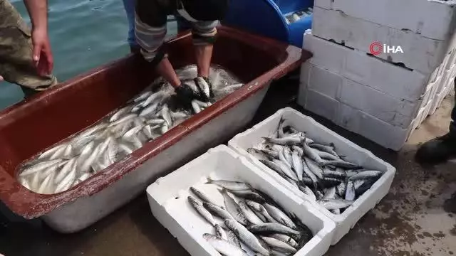 İklim değişikliği balıkçılığı da etkiledi İklim değişikliği balıkçılığı da etkiledi