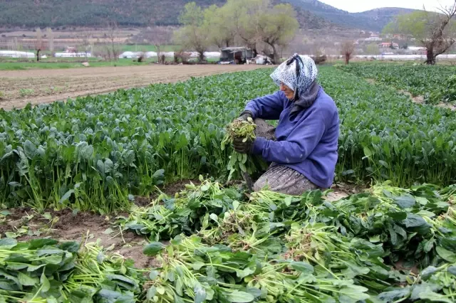 Ispanaklarını satamayan çiftçi çağrı yaptı: 'Benim ıspanağımı da satın alıp halka dağıtsınlar' Ispanaklarını satamayan çiftçi çağrı yaptı: 'Benim ıspanağımı da satın alıp halka dağıtsınlar'