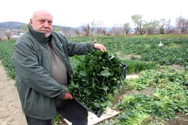Ispanaklarını satamayan çiftçi çağrı yaptı: 'Benim ıspanağımı da satın alıp halka dağıtsınlar' Ispanaklarını satamayan çiftçi çağrı yaptı: 'Benim ıspanağımı da satın alıp halka dağıtsınlar'
