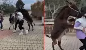 İşte Benim Stilim yarışmasıyla tanınan Zeynep Öztürk, sıpanın saldırısına uğradı İşte Benim Stilim yarışmasıyla tanınan Zeynep Öztürk, sıpanın saldırısına uğradı