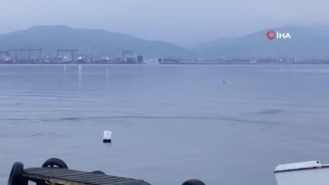 izmit korfezi nde yunuslardan gorsel solen 14064114 o
