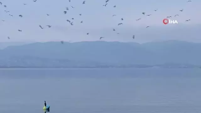 İzmit Körfezi'nde yunuslardan görsel şölen