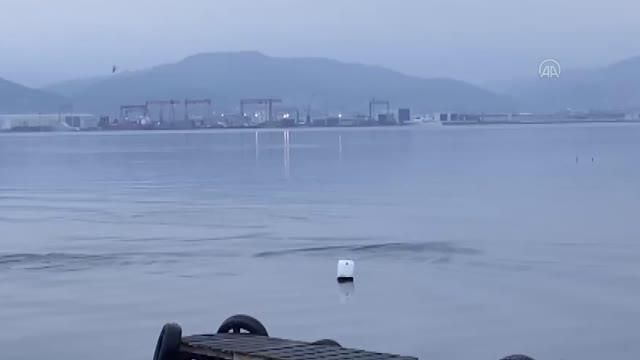 izmit korfezi ni senlendiren yunuslar renkli 14062256 o
