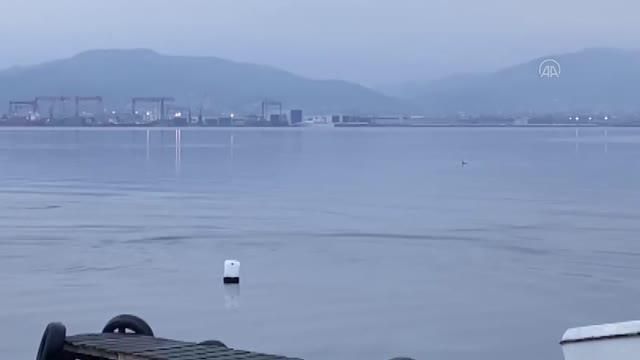 izmit korfezi ni senlendiren yunuslar renkli 2 14062256 o