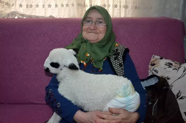 Oğlunun aldığı 'Kıvırcık' onu hayata bağladı Oğlunun aldığı 'Kıvırcık' onu hayata bağladı