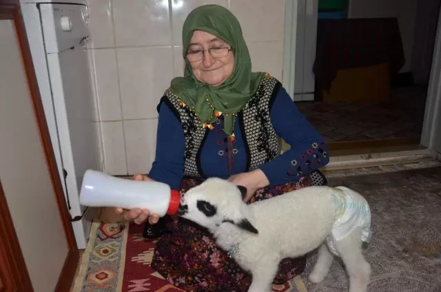 Oğlunun aldığı 'Kıvırcık' onu hayata bağladı