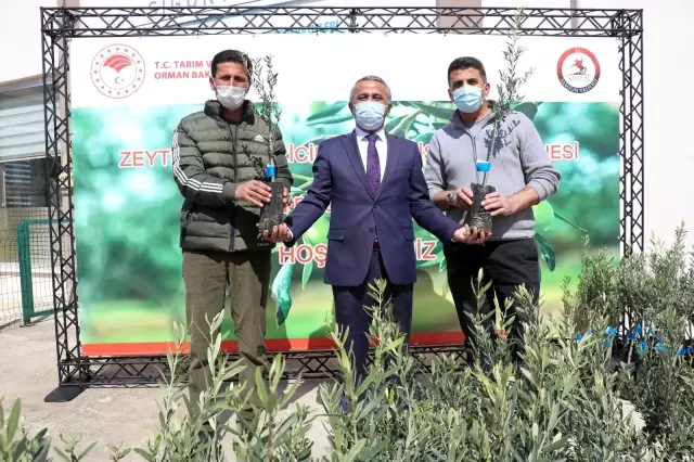 Samsun'da çiftçinin gelirini attırmak için zeytin fidanı dağıtılıyor Samsun'da çiftçinin gelirini attırmak için zeytin fidanı dağıtılıyor