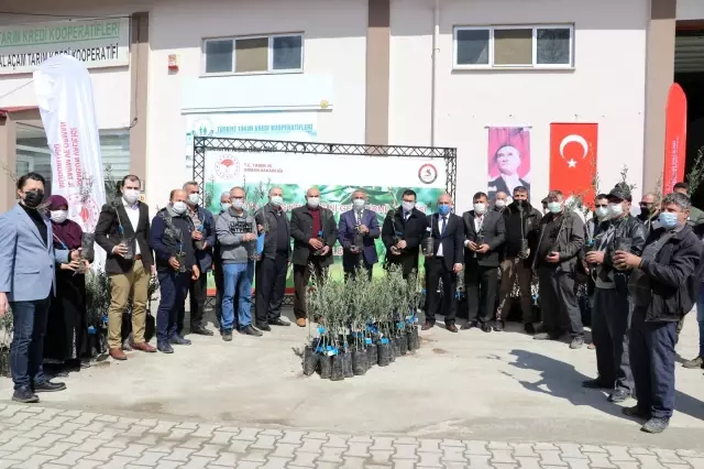 Samsun'da çiftçinin gelirini attırmak için zeytin fidanı dağıtılıyor Samsun'da çiftçinin gelirini attırmak için zeytin fidanı dağıtılıyor