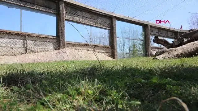 YAVRU VAŞAĞIN YENİ YUVASI, ESKİŞEHİR HAYVANAT BAHÇESİ OLDU YAVRU VAŞAĞIN YENİ YUVASI, ESKİŞEHİR HAYVANAT BAHÇESİ OLDU