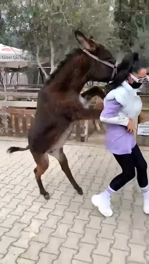 Katıldığı moda yarışmasıyla tanınan Zeynep Öztürk'ün sıpayla imtihanı Katıldığı moda yarışmasıyla tanınan Zeynep Öztürk'ün sıpayla imtihanı
