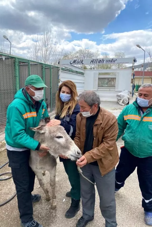 1 yıldır Çankaya'da misafir olan 'Pekmez' artık Çankırı'da yaşayacak 1 yıldır Çankaya'da misafir olan 'Pekmez' artık Çankırı'da yaşayacak