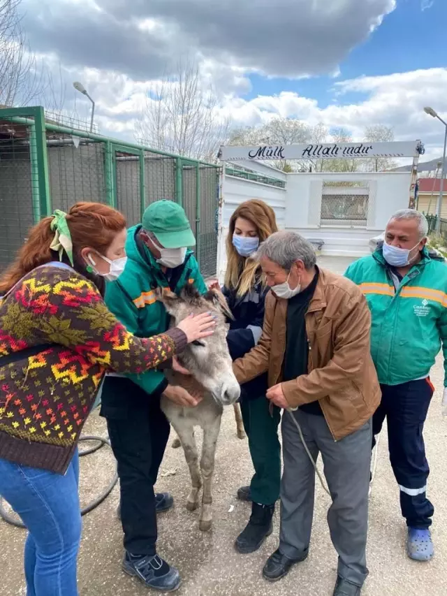 1 yıldır Çankaya'da misafir olan 'Pekmez' artık Çankırı'da yaşayacak 1 yıldır Çankaya'da misafir olan 'Pekmez' artık Çankırı'da yaşayacak