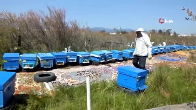 Balıkesir'de bal para yapınca arıların önüne halı serdiler