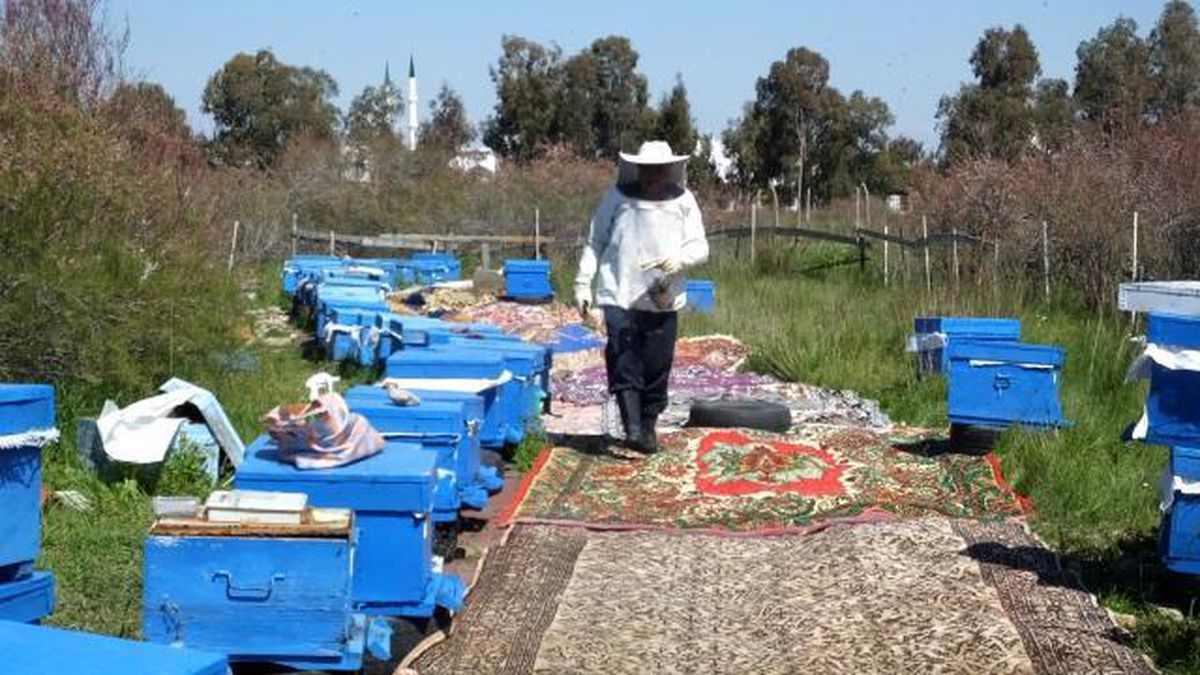 Bal üreticisi, arı kovanlarının önüne halı serdi! Sebebini duyan şaştı kaldı