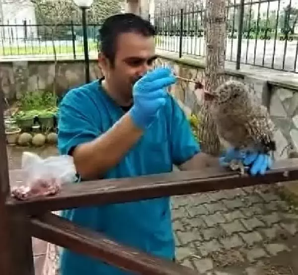 Balıkesir'de, yaralı ulu doğan ile şahine tedavi