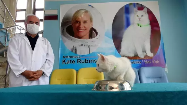 Astronot Kate Rubins'e Van kedisi hediye edildi Astronot Kate Rubins'e Van kedisi hediye edildi