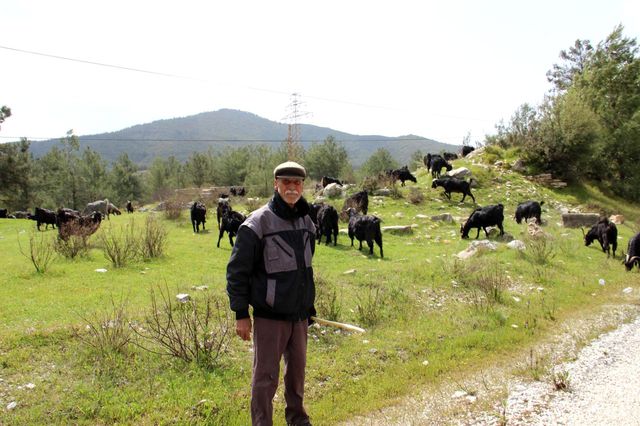 Çobanlık 'parası çok hanımı yok' mesleği oldu
