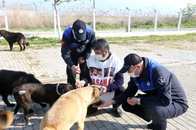 Efeler belediyesi sokak hayvanları için yürüyen İğdigül'ü ağırladı Efeler belediyesi sokak hayvanları için yürüyen İğdigül'ü ağırladı