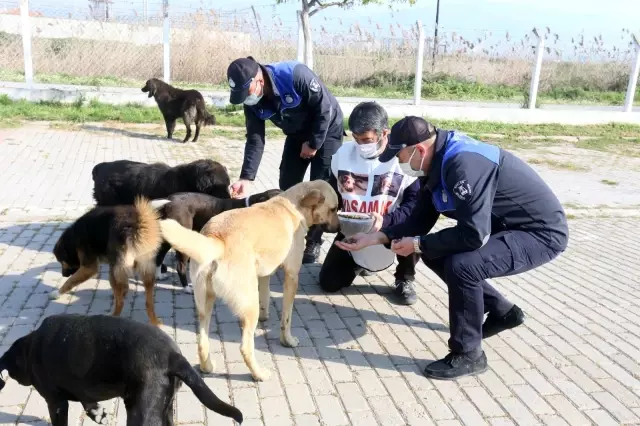 Efeler belediyesi sokak hayvanları için yürüyen İğdigül'ü ağırladı Efeler belediyesi sokak hayvanları için yürüyen İğdigül'ü ağırladı