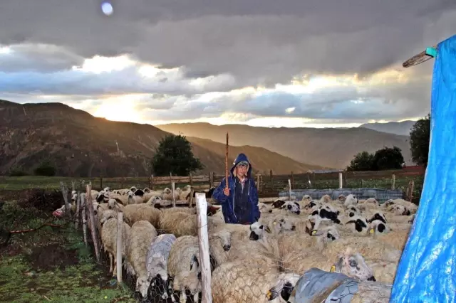Erzincan'da sahur sofralarının vazgeçilmezi 'tulum peyniri'