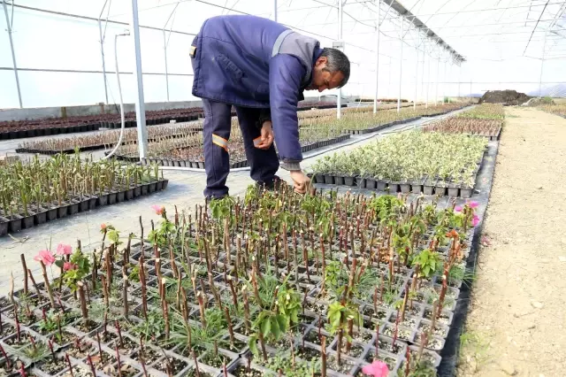Kaş Belediyesi çiçek üretimi çalışmalarına başladı Kaş Belediyesi çiçek üretimi çalışmalarına başladı