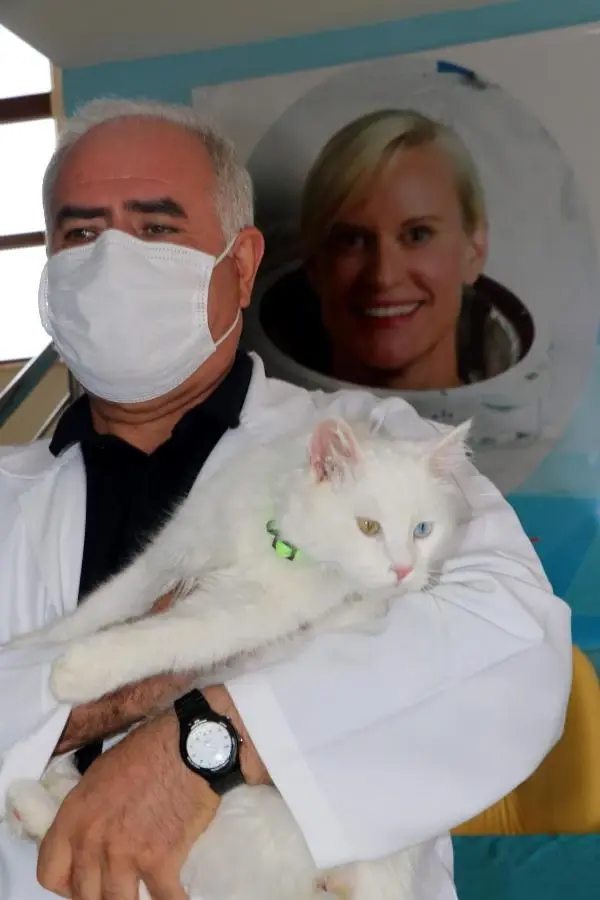 Son dakika haberi! KATE RUBİNS'İN VAN KEDİSİ HAZIR Son dakika haberi! KATE RUBİNS'İN VAN KEDİSİ HAZIR